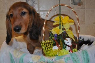 Jamnik d�ugow�osy